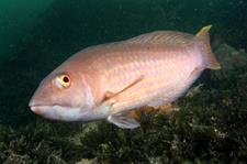 Port Phillip Bay Fish Species Chart
