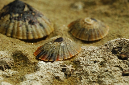Common Limpet