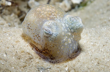 Southern Bottletail Squid