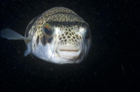 Smooth Toadfish