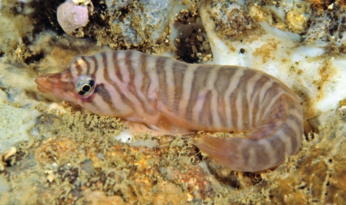Tasmanian Clingfish