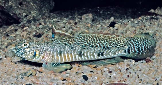 Southern Longfin Goby