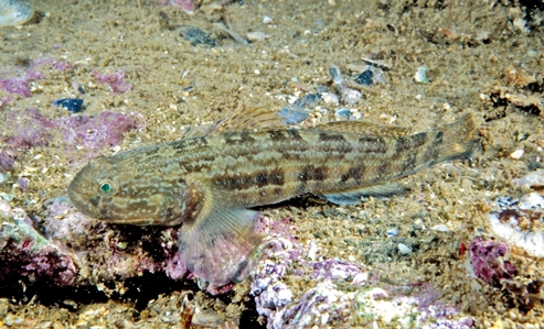 Trident Goby