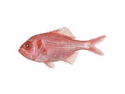 Bight Redfish