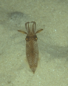 Luminous Bay Squid