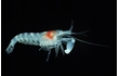 Enlarge image of Southern Hooded Shrimp