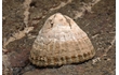 Enlarge image of Common Limpet