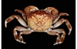 Enlarge image of Purple-mottled Shore Crab