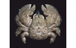 Enlarge image of Hairy Stone Crab