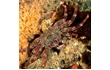 Enlarge image of Red Rock Crab