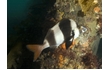 Enlarge image of Magpie Perch