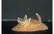 Enlarge image of Nudibranch