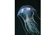 Enlarge image of Jellyfish