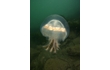 Enlarge image of Haekel's Jellyfish
