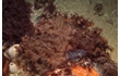 Enlarge image of Hydroid