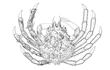 Enlarge image of Giant Spider Crab