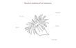 Enlarge image of Swimming Anemone