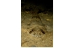 Enlarge image of Southern Sand Flathead