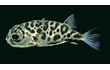 Enlarge image of Barred Toadfish