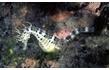 Enlarge image of Bigbelly Seahorse