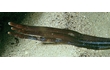 Enlarge image of Crested Pipefish