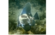Enlarge image of Short Boarfish