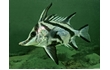Enlarge image of Longsnout Boarfish