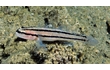 Enlarge image of Trident Goby