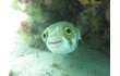 Enlarge image of Globefish