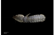 Enlarge image of Martial Mantis Shrimp