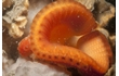 Enlarge image of Brain Ascidian