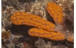 Enlarge image of Ascidian