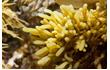Enlarge image of Brown Seaweed