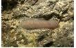 Enlarge image of Scaleworm