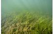 Enlarge image of Seagrass
