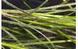 Enlarge image of Seagrass