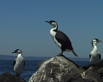 View video of Black-faced Cormorant