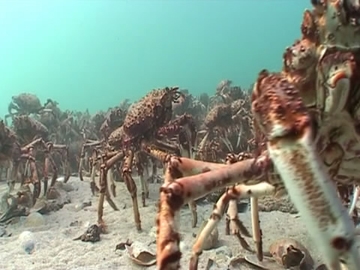View video of Giant Spider Crab
