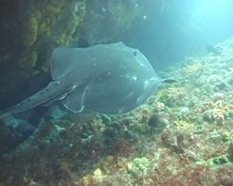 View video of Smooth Stingray