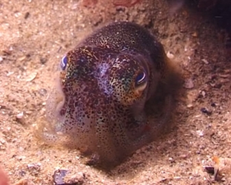 View video of Southern Bobtail Squid