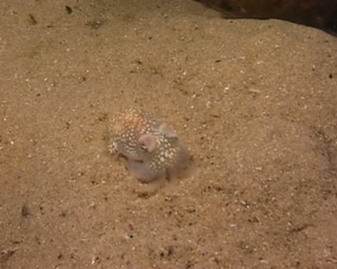 View video of Southern Bottletail Squid