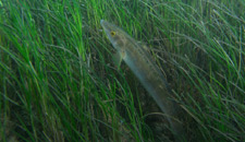 View Seagrass meadows habitat page