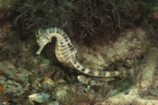 Fishes - Pipefishes and Seahorses