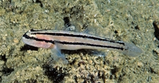 Fishes - Gobies