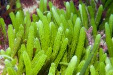 Seaweeds and seagrasses