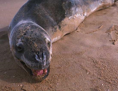 Leopard Seal