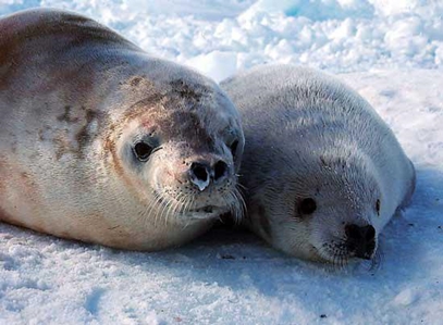 Crabeater Seal