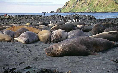 Southern Elephant Seal