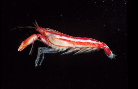 Narrow Snapping Shrimp