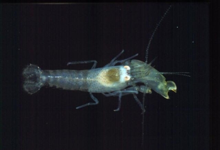 Fat-handed Snapping Shrimp